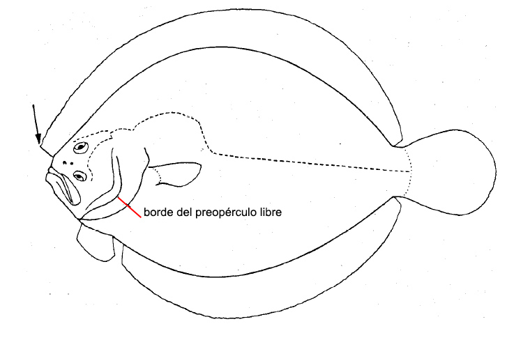 Familia Scophthalmidae